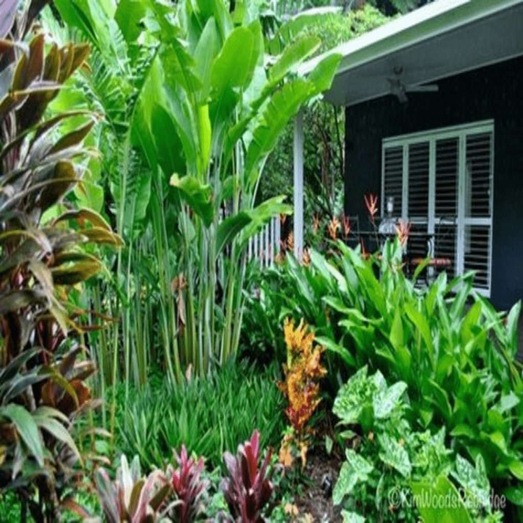 Tropical Garden