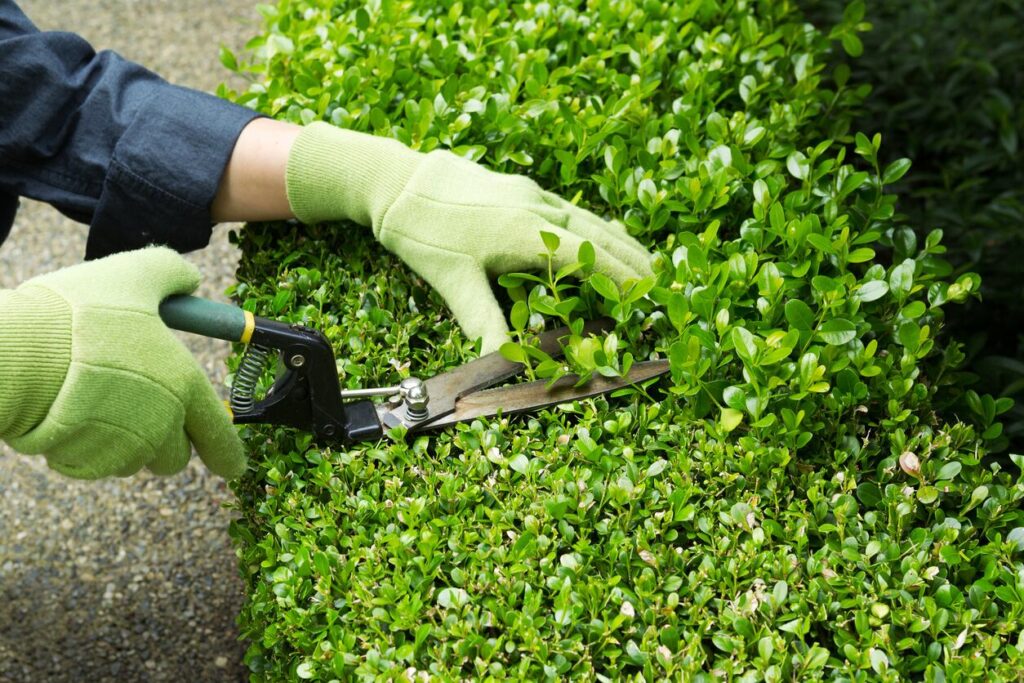 Best Garden Maintenance in Dubai